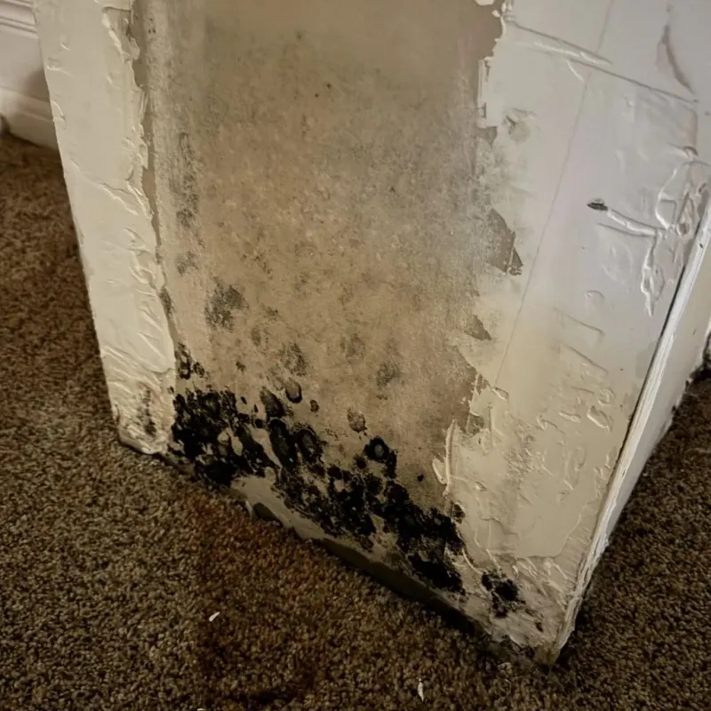 Professional Mold Removal in Lennox, SD